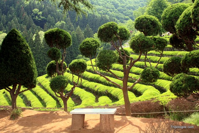  Cánh đồng trà ở Boseong