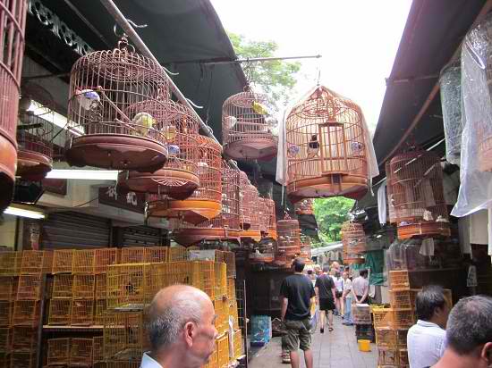 chợ chim cảnh Yuen Po Street