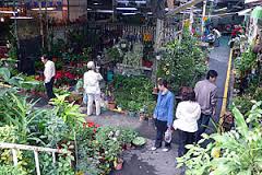 chợ hoa cuối tuần Nanmen