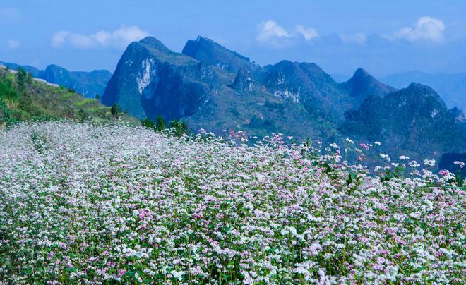 10 ha hoa Tam Giác Mạch sẽ được trồng tại Bắc Hà - Lào Cai để phục vụ du lịch